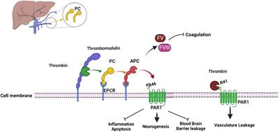Activated protein C in epilepsy pathophysiology